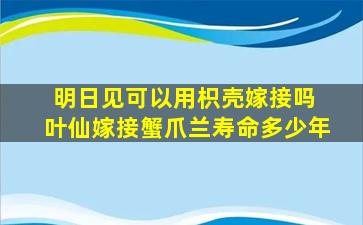 明日见可以用枳壳嫁接吗 叶仙嫁接蟹爪兰寿命多少年